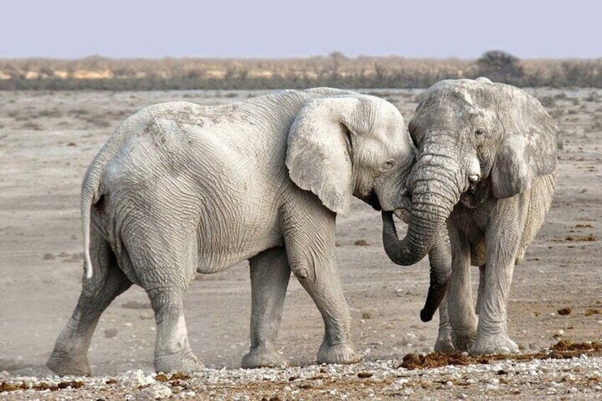 Etosha NP & Swakopmund Safari 4 Days/ 3 Nights (Camping)