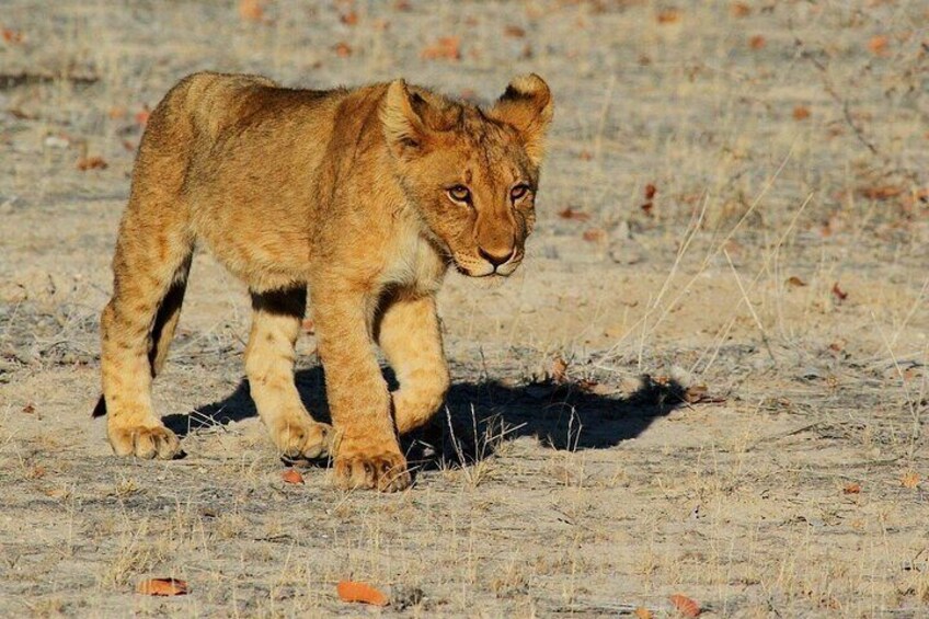 Etosha NP & Swakopmund Safari 4 Days/ 3 Nights (Camping)
