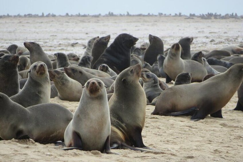 Etosha NP & Swakopmund Safari 4 Days/ 3 Nights (Camping)