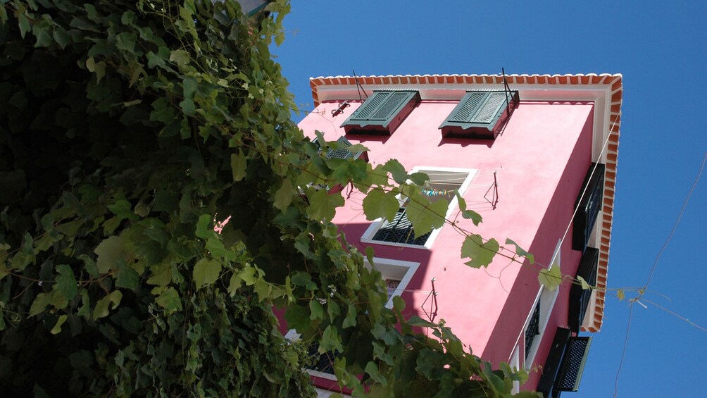 Åpne bilde 4 av 6. vines growing around a tall building in Portugal