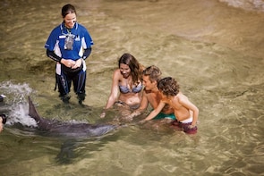Tangalooma Premium Dolphin Feeding Adventure Day Cruise
