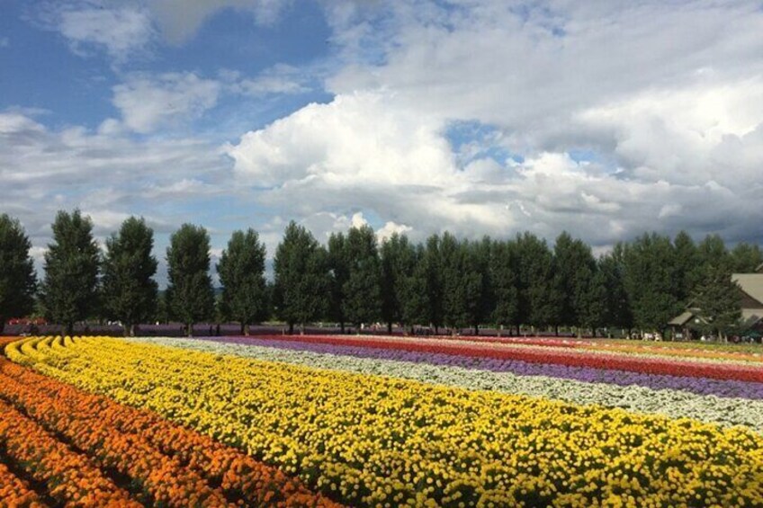 Hokkaido Asahiyama Zoo,Furano and Biei English/Chinese Bus Tour