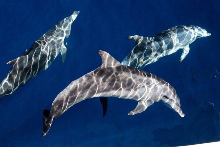 Whale Watching by Sea World Cruises