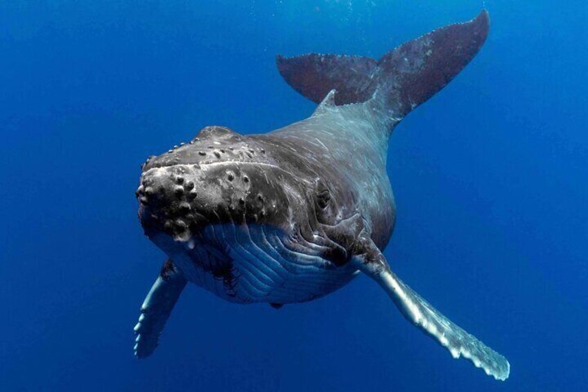 Whale Watching by Sea World Cruises