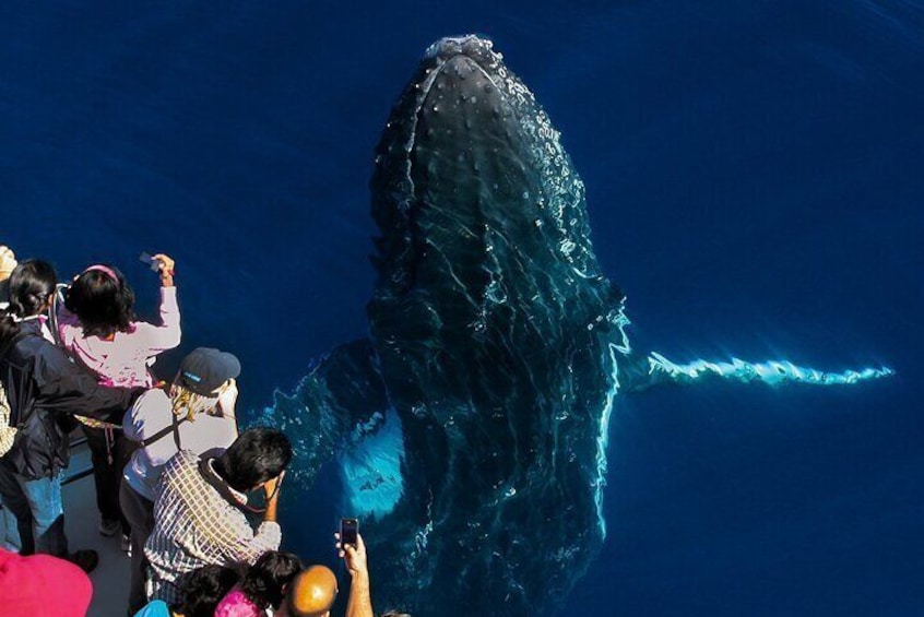 Whale Watching by Sea World Cruises