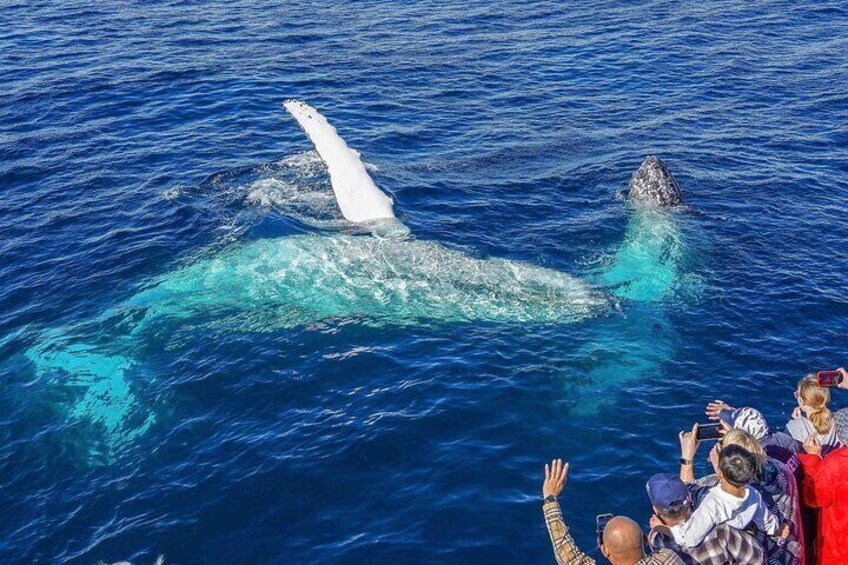 Whale Watching by Sea World Cruises