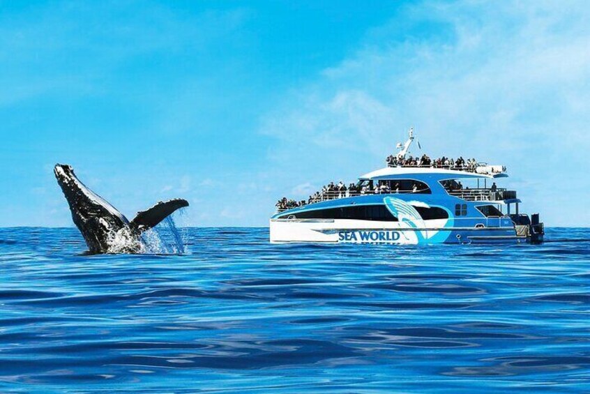 Whale Watching by Sea World Cruises