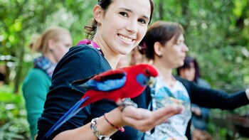 Springbrook Rainforest Bushwalk Tour