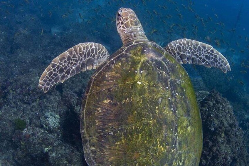 Gold Coast Try-Scuba Experience at Cook Island Aquatic Reserve