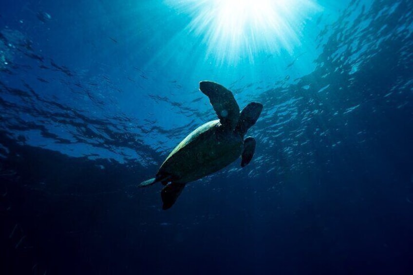 Try-Scuba Experience at Cook Island: Turtle Encounters 100%