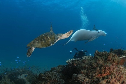 Gold Coast Try-Scuba Experience at Cook Island Aquatic Reserve