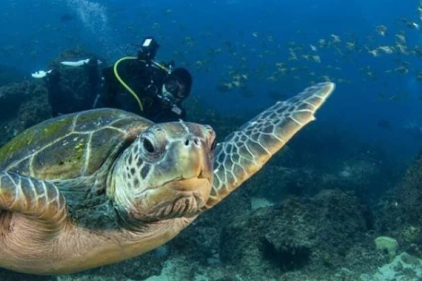 Gold Coast Try-Scuba Experience at Cook Island Aquatic Reserve