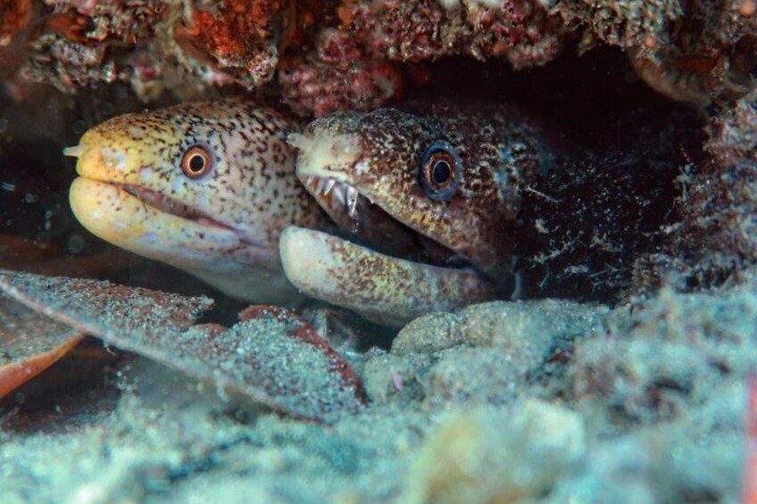 Gold Coast Try-Scuba Experience at Cook Island Aquatic Reserve