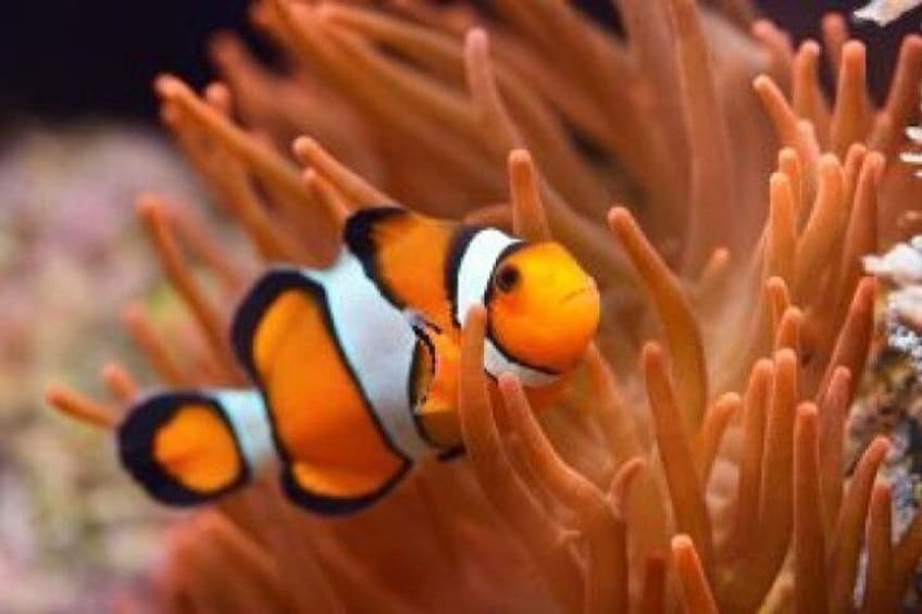 Guided Snorkel with Fish Tour at Cook Island Aquatic Reserve