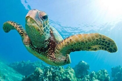 Guided Snorkel with Fish Tour at Cook Island Aquatic Reserve