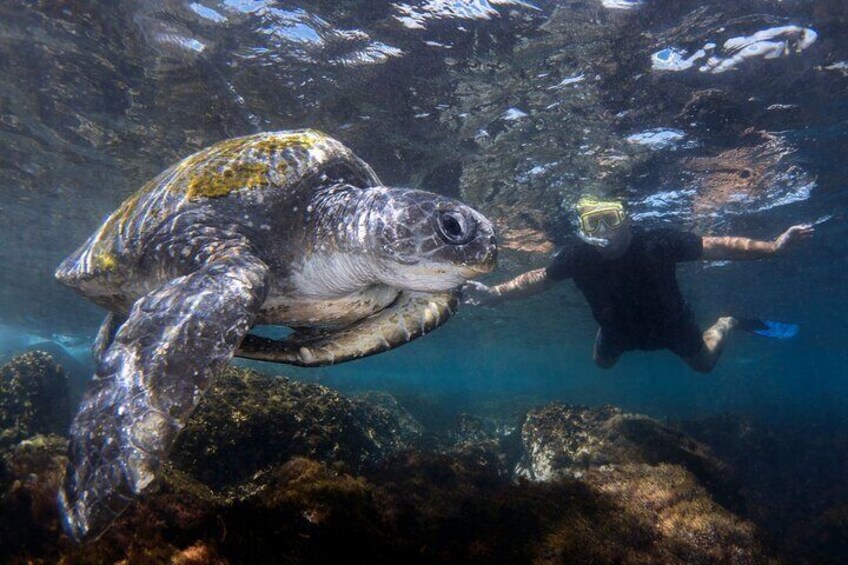 Snorkelling with Turtles at Cook Island Marine Rserve