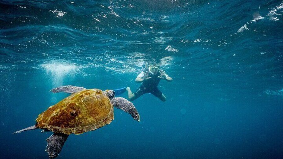 Snorkeling with Turtles at Cook Island Aquatic Reserve