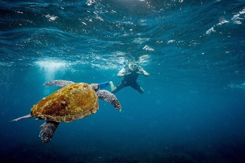 Snorkeling with Turtles at Cook Island Aquatic Reserve