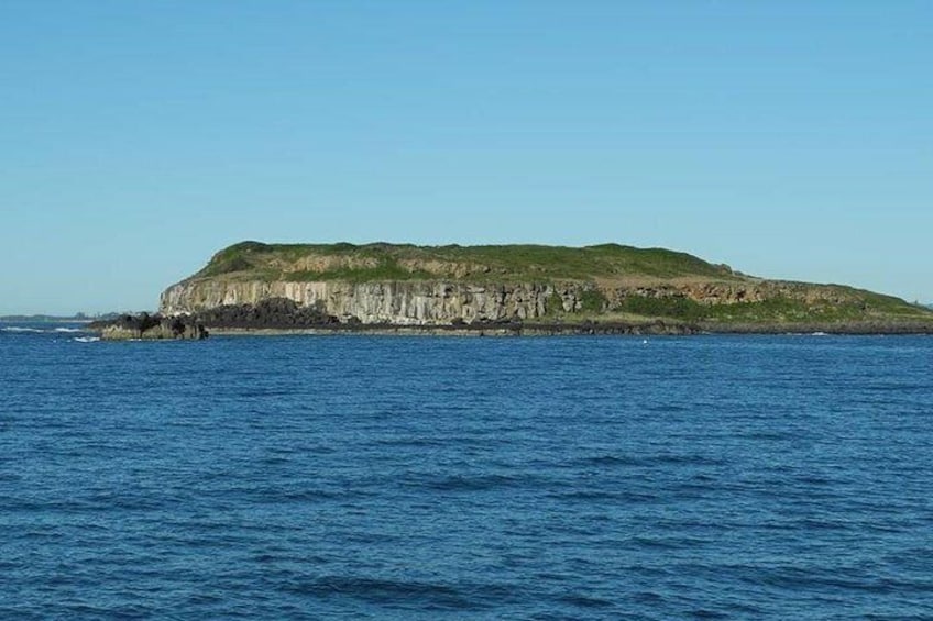 Guided Snorkel with Fish Tour at Cook Island Aquatic Reserve