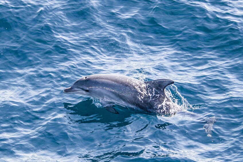Show item 3 of 8. Dolphin Watch & Tangalooma Wreck Snorkeling 1 Day Tour