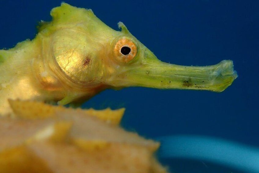 Koh Tao 2-Dive Day Trip from Koh Samui for certified divers