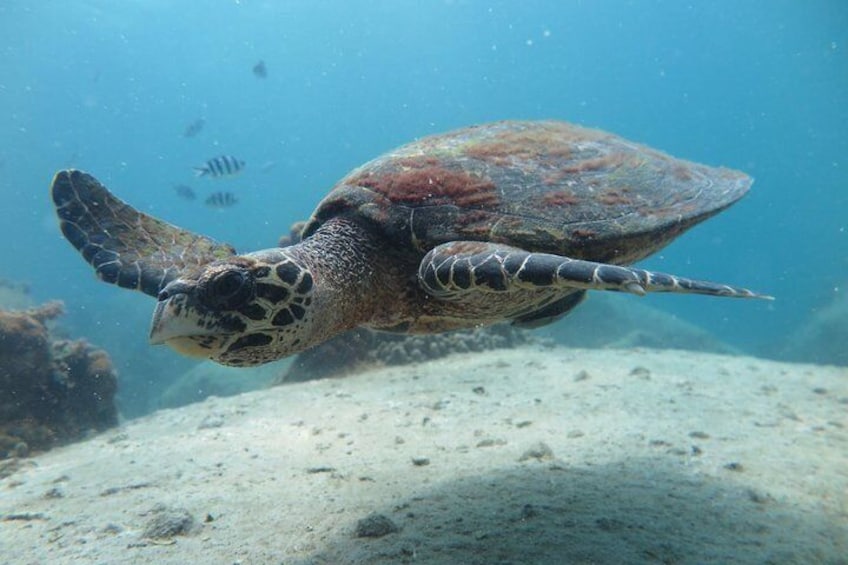 Koh Tao 2-Dive Day Trip from Koh Samui