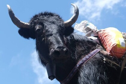 Yak Trekking to the Roof of the World: A Journey to Mount Everest