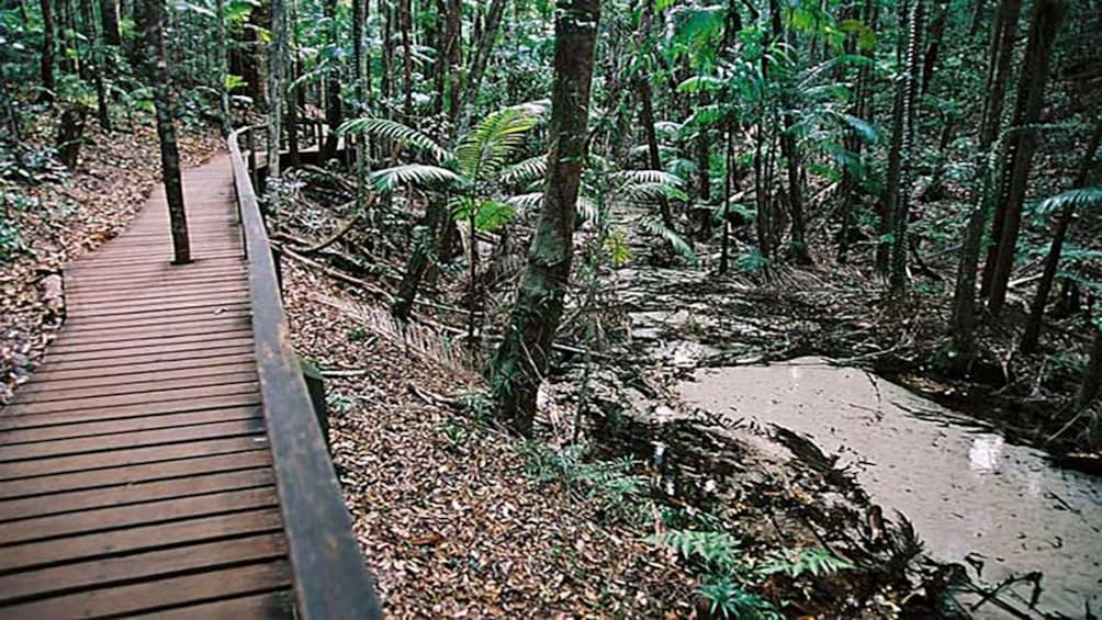 wooden path through rain forest in Brisbane