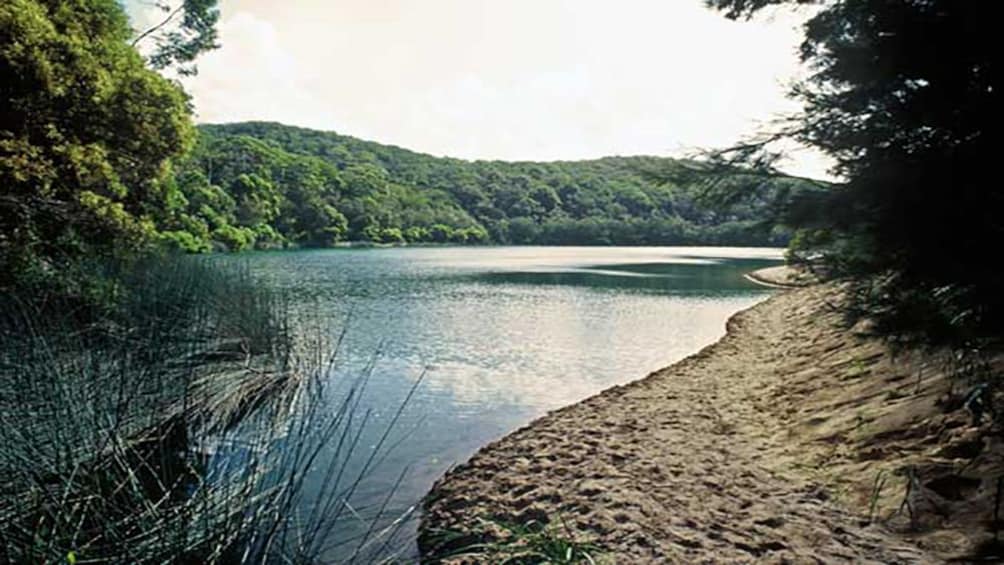 fresh water stream and lake in rain forest area in Brisbane