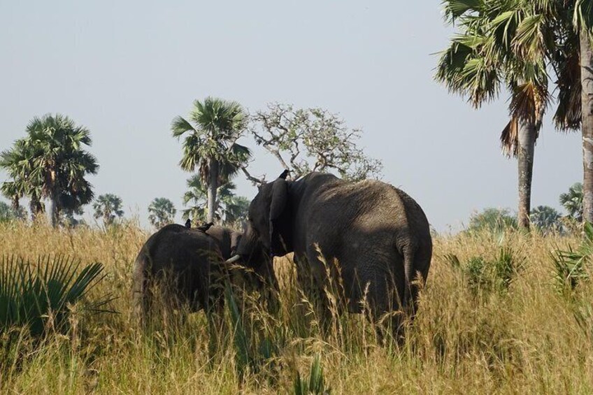 3 Days Murchison falls park Uganda