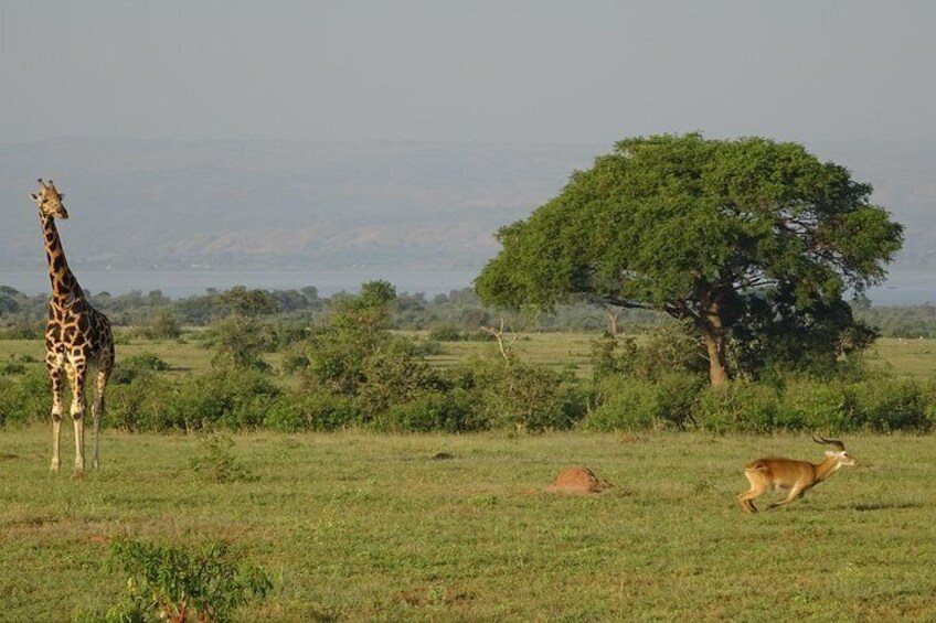 3 Days Murchison falls park Uganda 