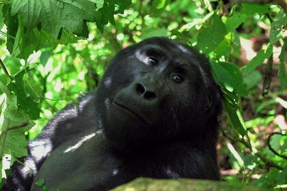 Luxury Gorilla Tracking Safari by Road - 4 Days