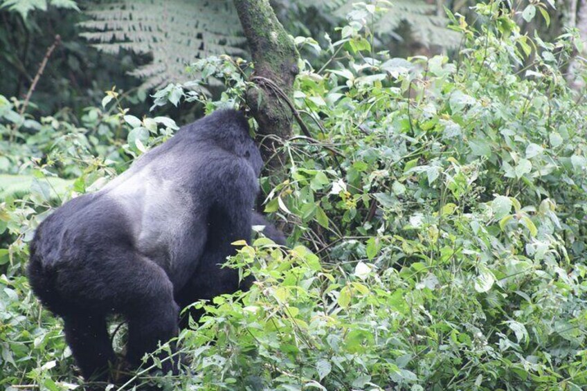04 days Gorilla Tracking Safari