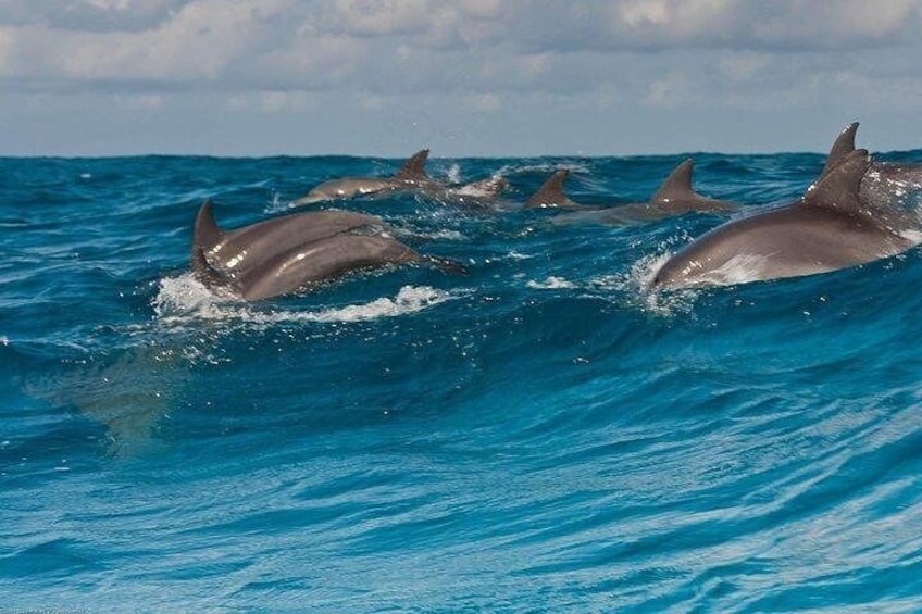 Dolphins at Zanzibar