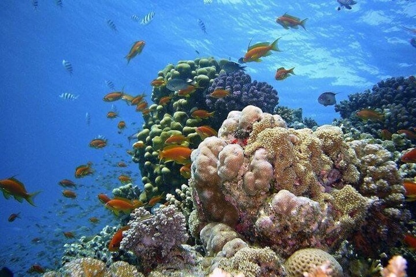 Snorkeling at Mnemba reef