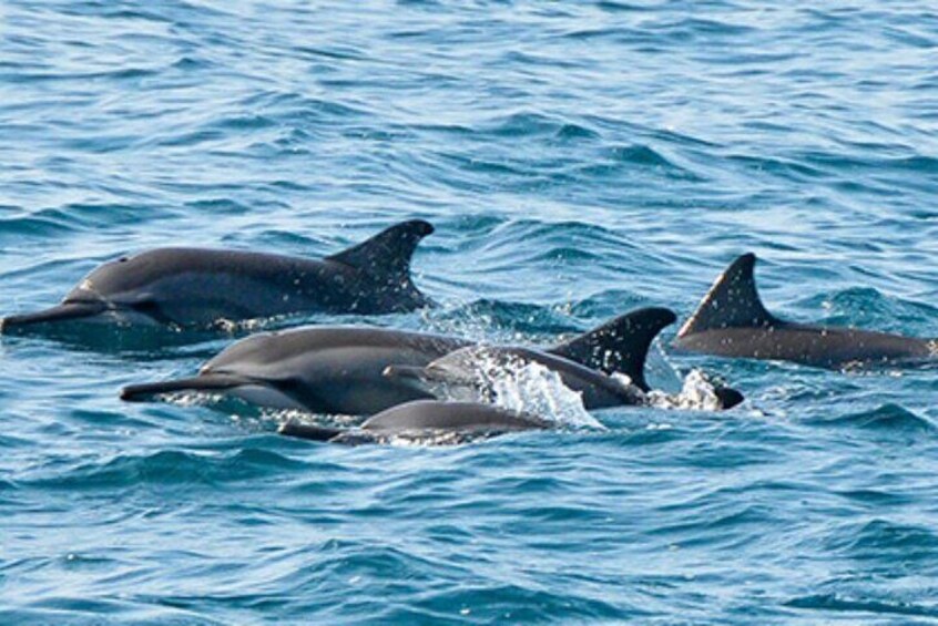 Dolphin Tour and Snorkeling at Mnemba Island reef from Nungwi