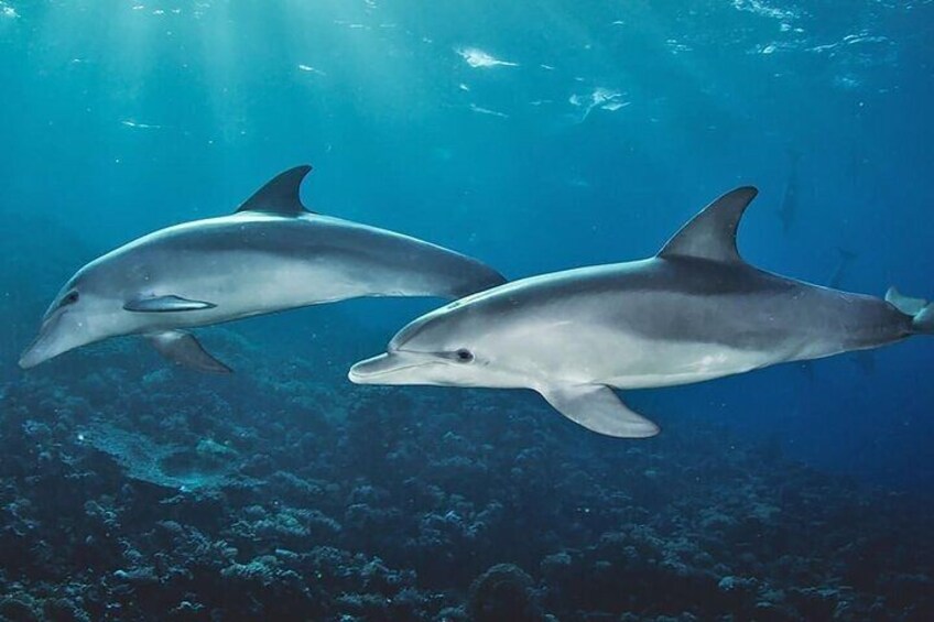 Dolphin Tour and Snorkeling at Mnemba Island reef from Nungwi