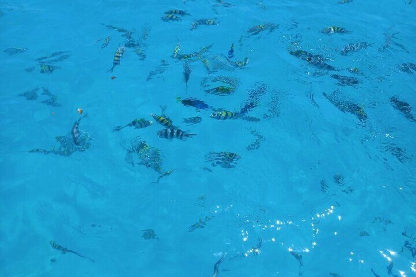 Dolphin Tour and Snorkeling at Mnemba Island reef from Nungwi