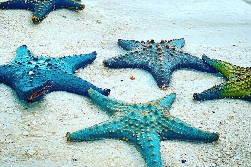 Blue Lagoon Snorkeling; Starfish Adventure; The Rock; Paje Beach; Jozani Forest