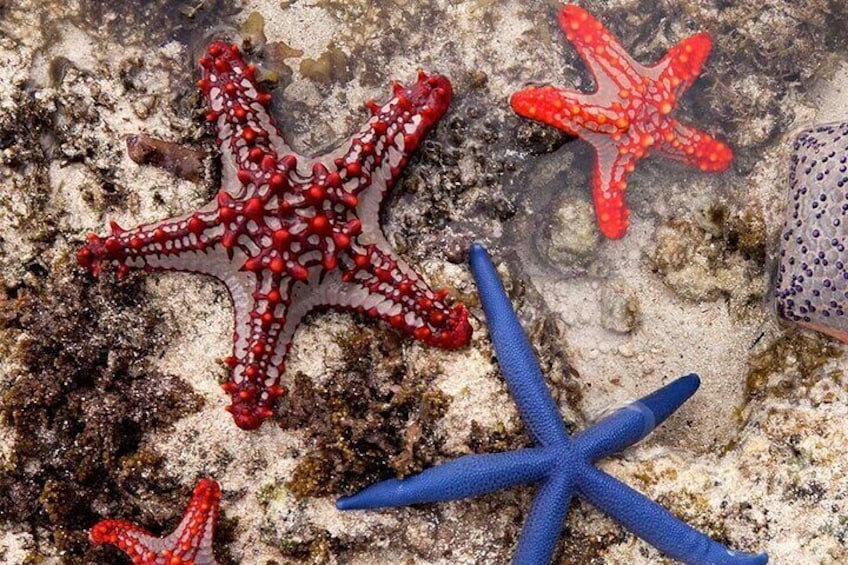 Zanzibar Starfish Adventure; Blue Lagoon Snorkeling; The Rock Restaurant; Kuza Cave Tour; Paje Beach Tour