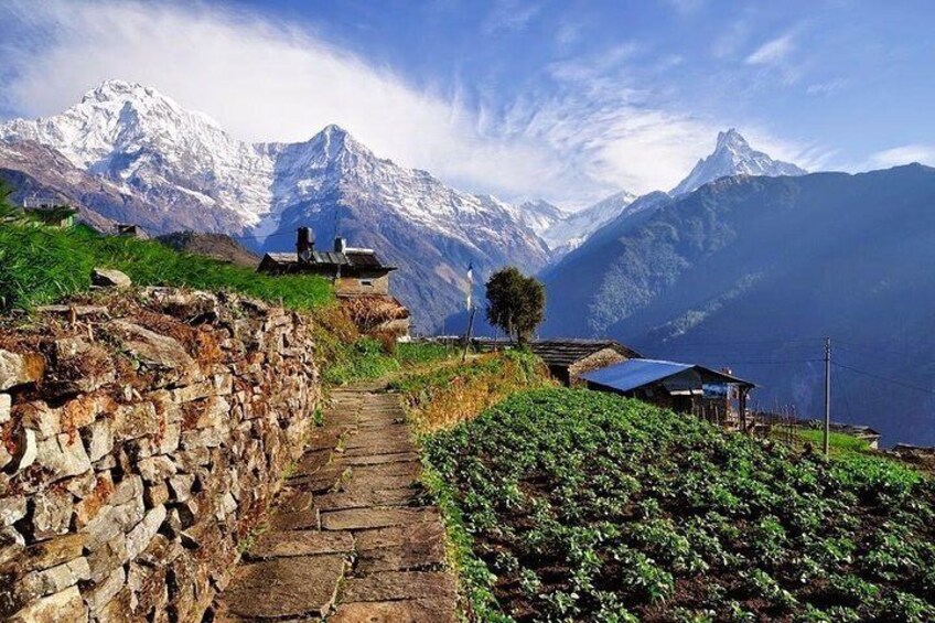 Mt. annapurna & Fishtail view from Ghandruk village