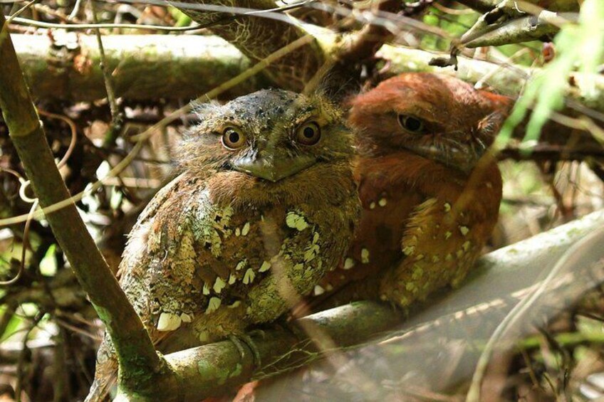 Sinharaja Rain Forest Tour
