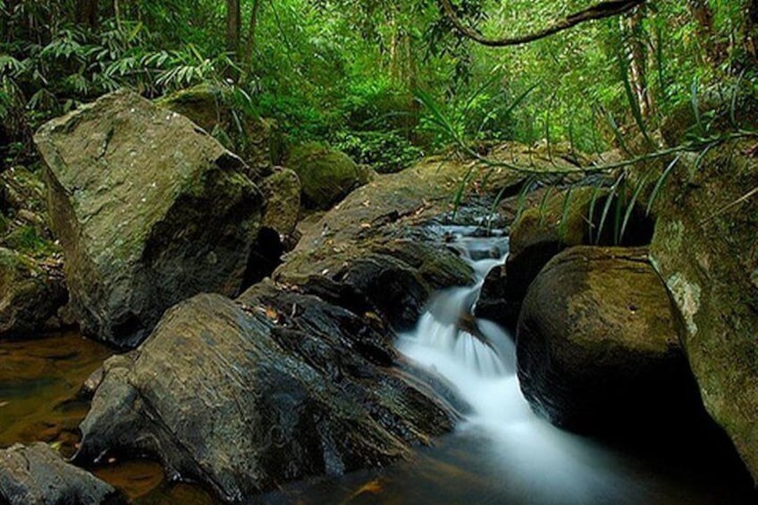 Sinharaja Rain Forest Tour