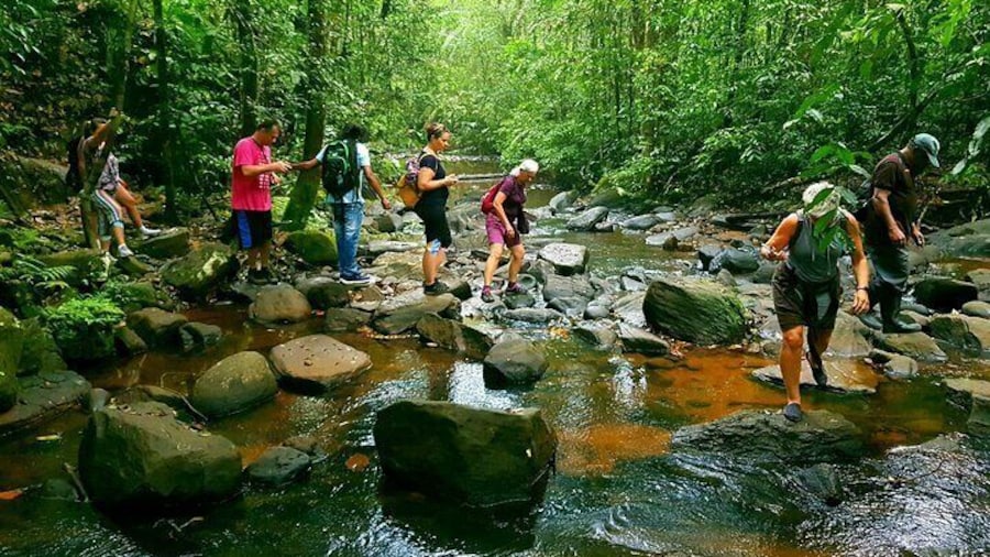 Sri Lanka Sinharaja Rain Forest Tour with Transport
