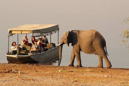 Chobe Full day Safari: Game Drive & Boat Safari with Lunch