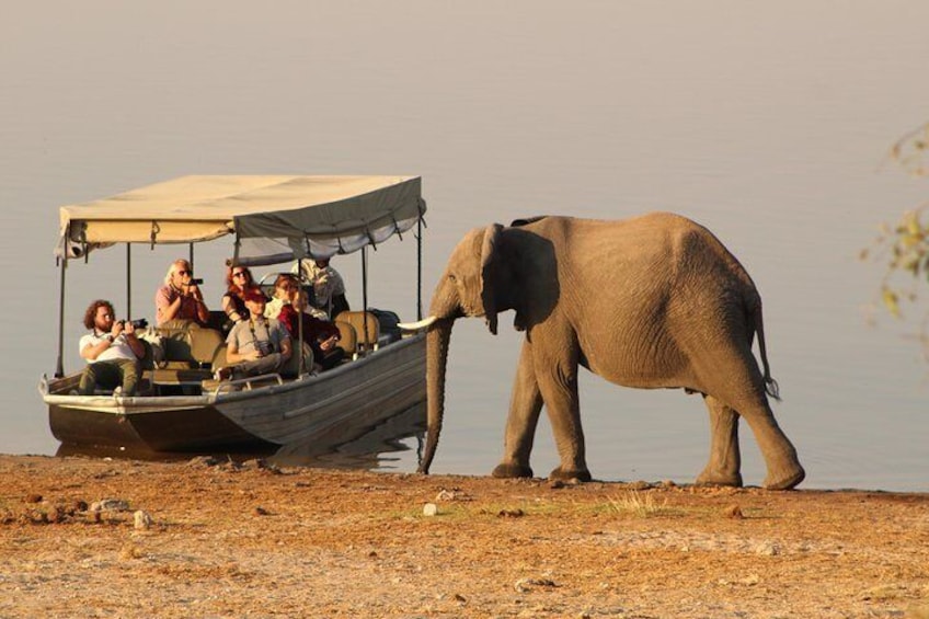 Chobe national park boat cruise.