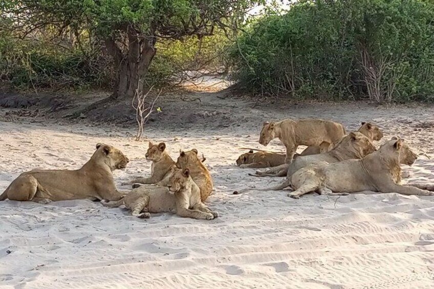 Lion pride sightings
