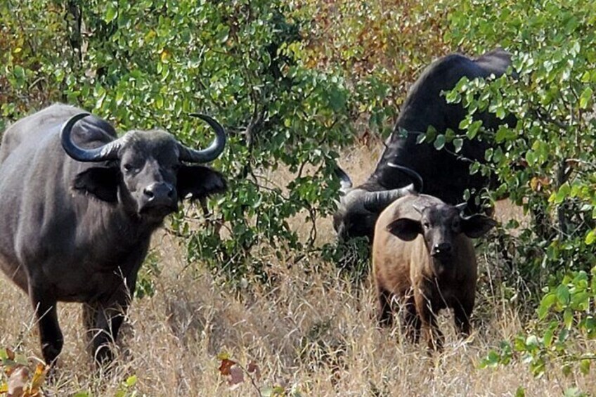 Kruger National Park Private Guided Morning Game Drive