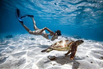 Private Turtle Tour Rarotonga (Price is for up to 3pax)