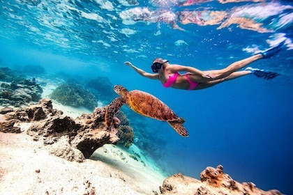 Private TURTLE tour (Worldclass photography included)
